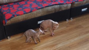 Сфинксы играют