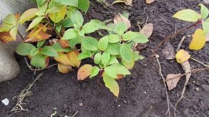 Как хранить молодые саженцы метельчатой гортензии зимой #гортензии #хранениесаженцев #растения