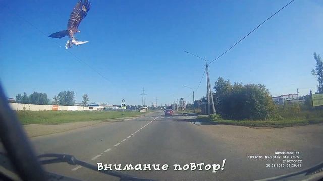 "Голубь" смотреть онлайн