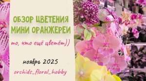 Большой обзор цветения в мини-оранжереи! Ноябрь 2025 🌸🪷🏵️💖😍