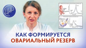 Как формируется овариальный резерв. Акушер-гинеколог ЦИР, Светлана Николаевна Дементьева
