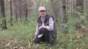 Дождевик жемчужный  - прекрасный гриб.