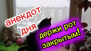 Кошки с озвучкой.