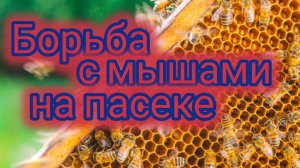 Борьба с мышами на пасеке 🐝♥️❤️♥️❤️