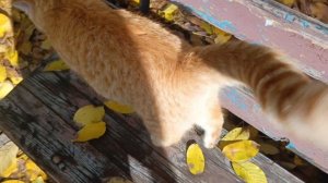 Сегодня у Рыжика игривое настроение🐈