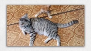 Уроки по ловле хвоста