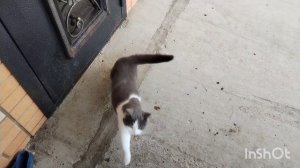 Поездка вечерняя.  Дела домашнии. Подготовка к встрече. Жизнь на юге.