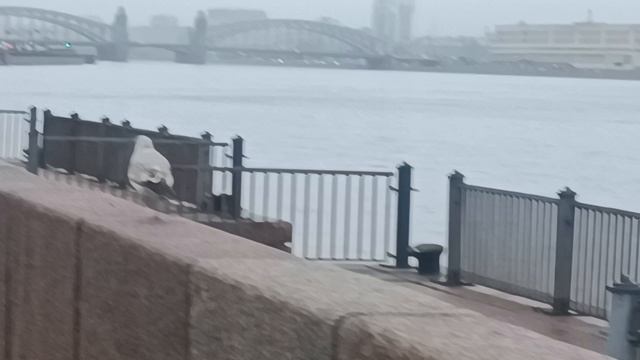 В Петербурге туман даже чайки летать не хотят