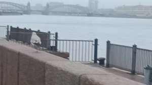 В Петербурге туман даже чайки летать не хотят)))