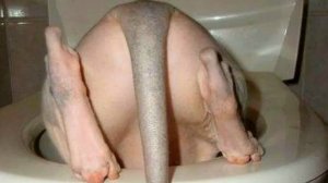 Опять я обосрался)