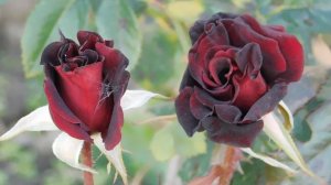 06=11=2025 кмр   ПВН  (111)