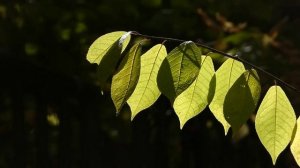 А лист осенний на ветру...