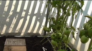 О безрассадных помидорах