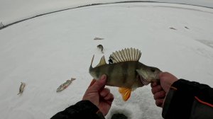 ОКУНЁВЫЙ ЛИФТ в ЖУТКИЙ ВЕТЕР. копчу окуня.