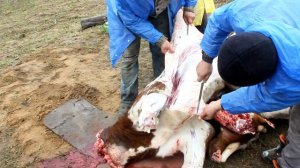 корову режут у заира 30.04.2017