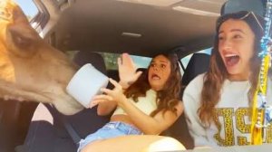 приколы 2025 ржачные видео каждый день