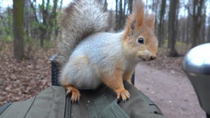 Знакомая белка забежала перекусить