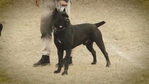 КАНЕ КОРСО. Плюсы и минусы породы итальянский мастиф CANE CORSO
