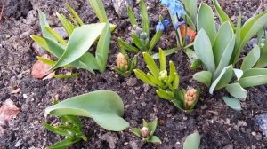 3 АРХИВ.Дача..26.04.20.Редиска растет!