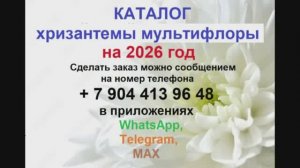 Каталог 2026 хризантема мультифлора. Отправка почтой России.