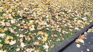 Осенние краски на даче и в Москве 2025.