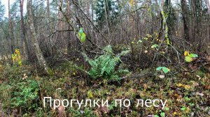 Прогулки по лесу.  Простая прогулка по лесной дороге.