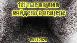 Обнаружена чудовищная паутина с сотней тысяч пауков