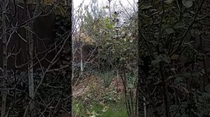 СОНАСТРОЙКА на энергопоток Духа нового дня,на Программу Водолея-Урана-Земли-Человечества, 7.11.МНШУ