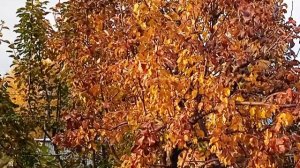 Что дает осенняя обрезка груши и нужно ли ждать листопада