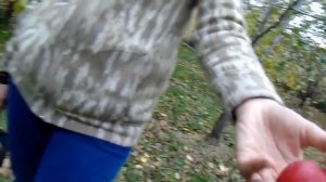 Колоновидные яблони - факты и рассуждения садовода Железова