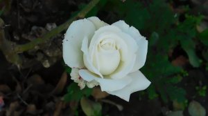 06=11=2025 кмр   ПВН  (83)