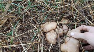 VID_20251108_105018.mp4 первые грибы в ноябре