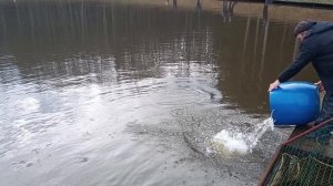 Forest Fishing 08.11.25