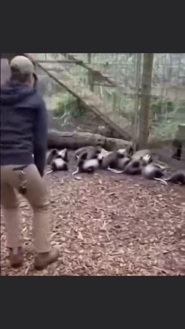 Произошла массовая имитация