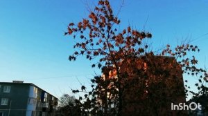 В шедевральности багрянца