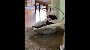 Cобачка по имени Канзас, развлекается, когда хозяева заняты.  Она ложиться в детскую колыбельку и на