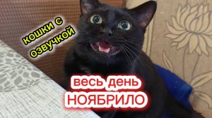 Кошки с озвучкой.