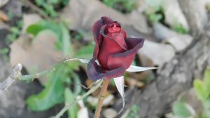 06=11=2025 кмр   ПВН  (115)