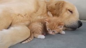 Кошки тоже любят золотистых ретриверов - 2025 год