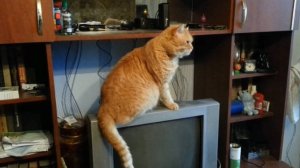 Кот умывается. Часть 2