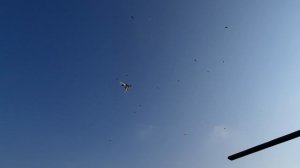 08.11.25 г. Андижанская порода голубей (2)