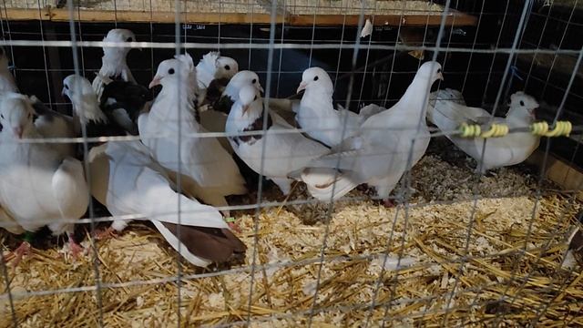 8.11.2025г ст.Бронницы Ярмарка ч.1 смотреть онлайн