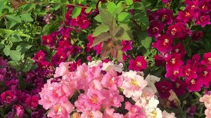 Очаровательный МАХРОВЫЙ ЛЬВИНЫЙ ЗЕВ - чрезвычайно долгое цветение.