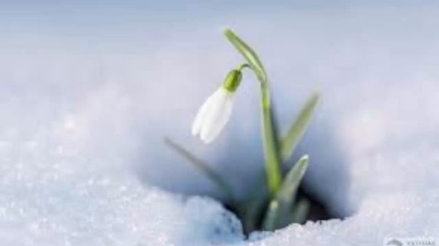 Волшебная Сказка О Подснежнике смотреть онлайн