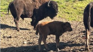 Экотропа _Вольер Зубробизонов