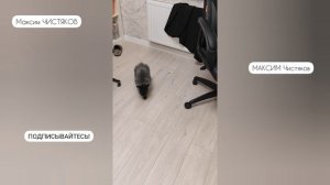 Сюрприз! Кошка встречает кролика!