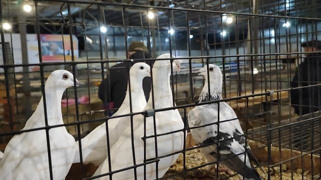 8.11.2025г ст.Бронницы Начало Ярмарки!!! смотреть онлайн