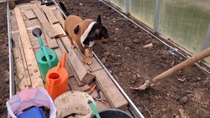На дачу. Окна все на месте. Не попугай, а бультерьер. Шикарный столик