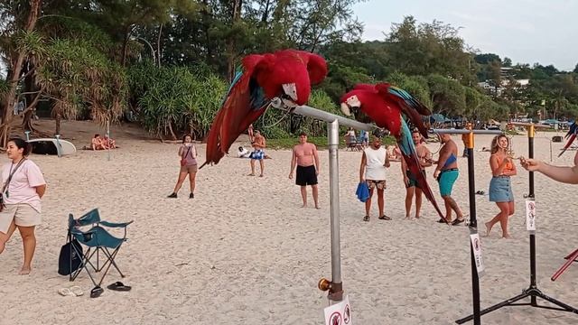 Пхукет. Попугаи прилетели на пляж