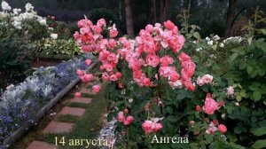 Август в нашем  саду 2025 г